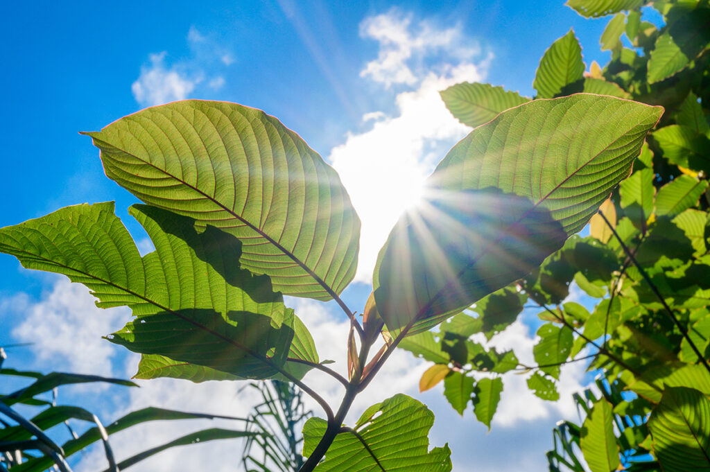 kratom dependence